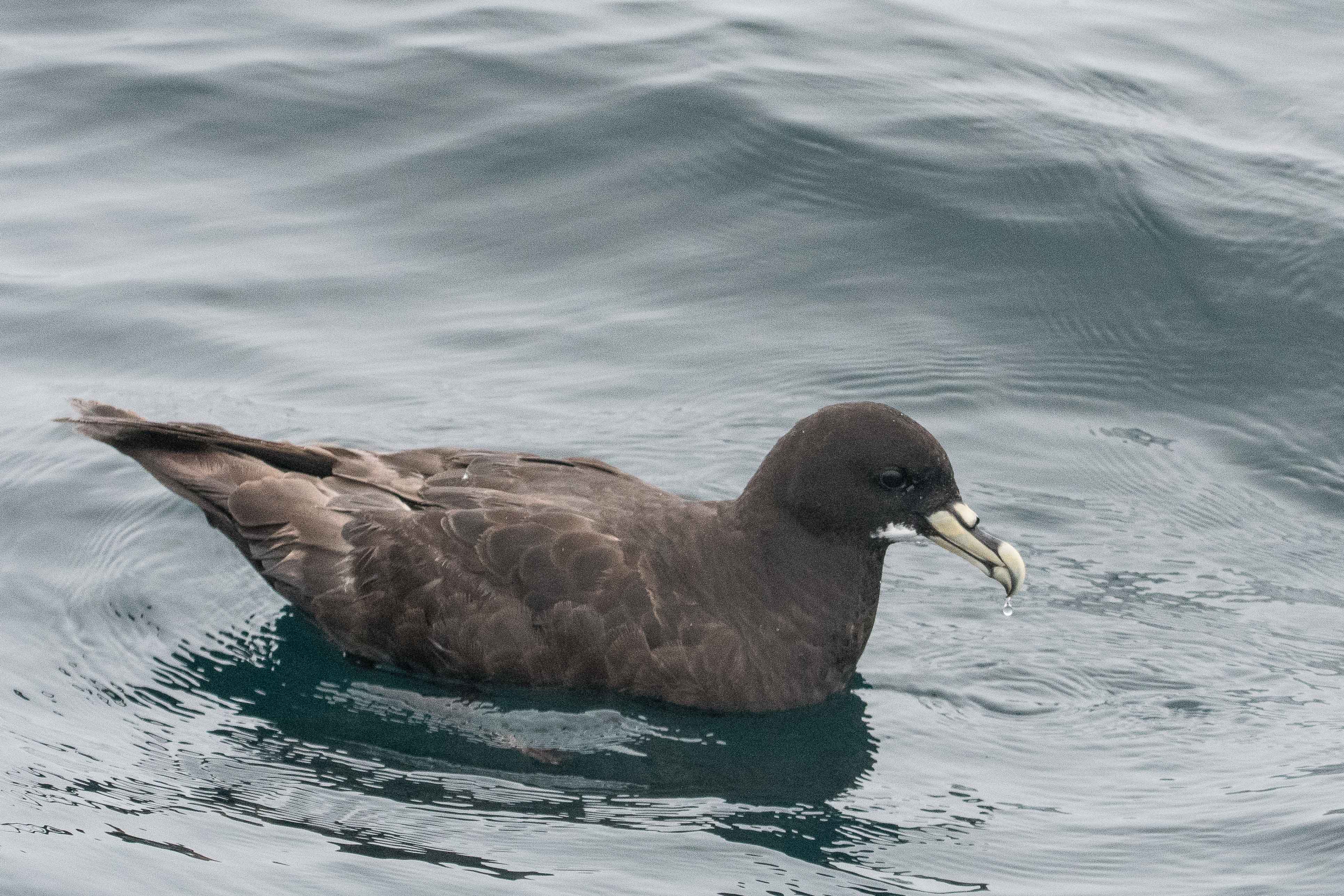 Puffin à menton blanc (White-chinned petrel, Procellaria aequinoctialis), adulte sur l'eau, Walvis bay, Namibie.